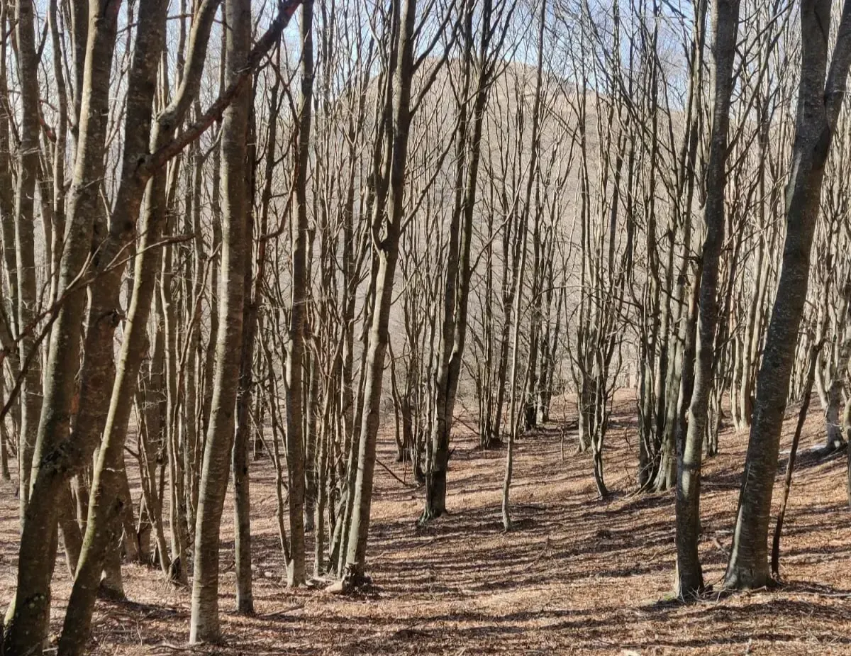 Foresta