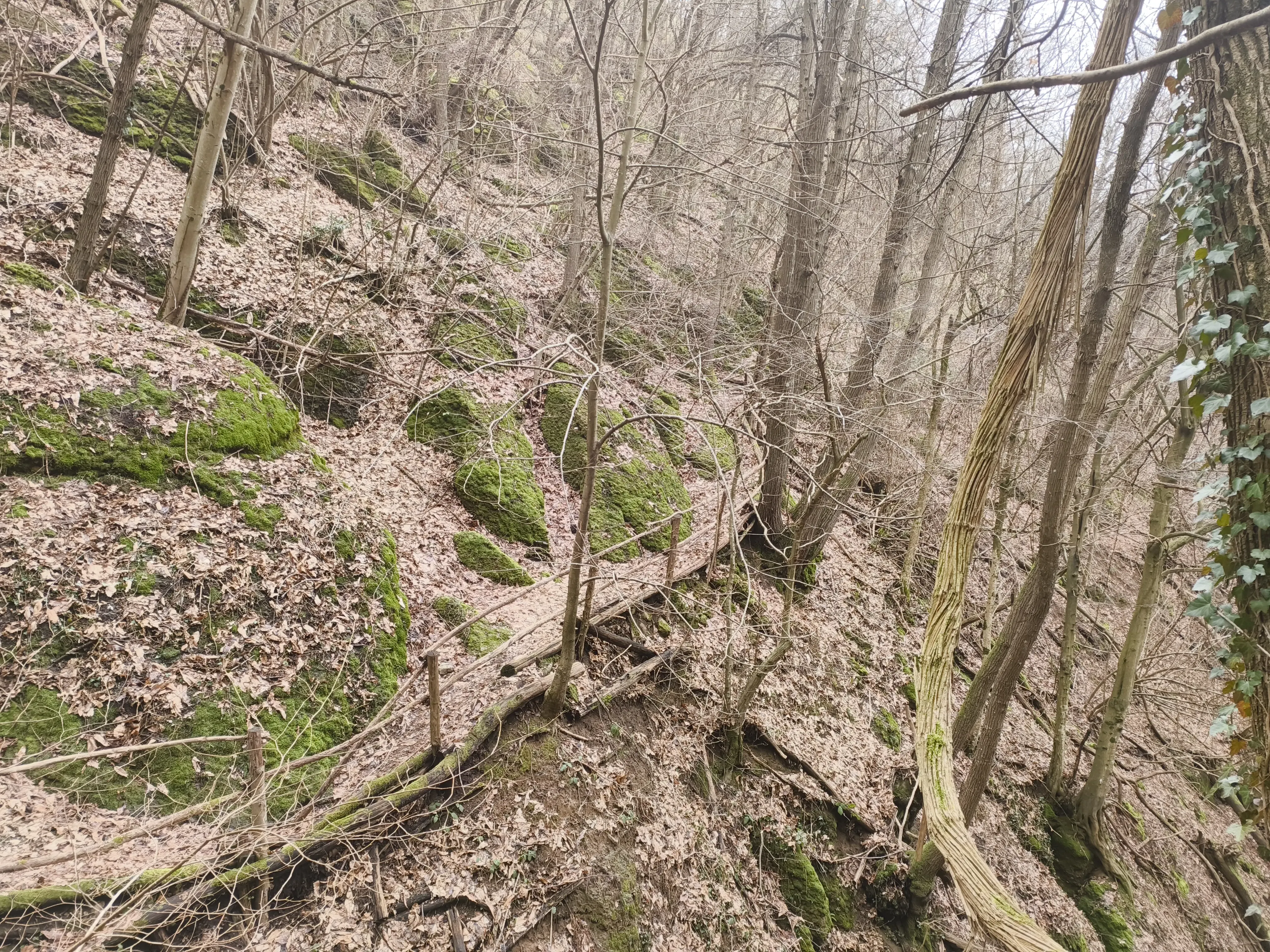 Foto a caso del sentiero