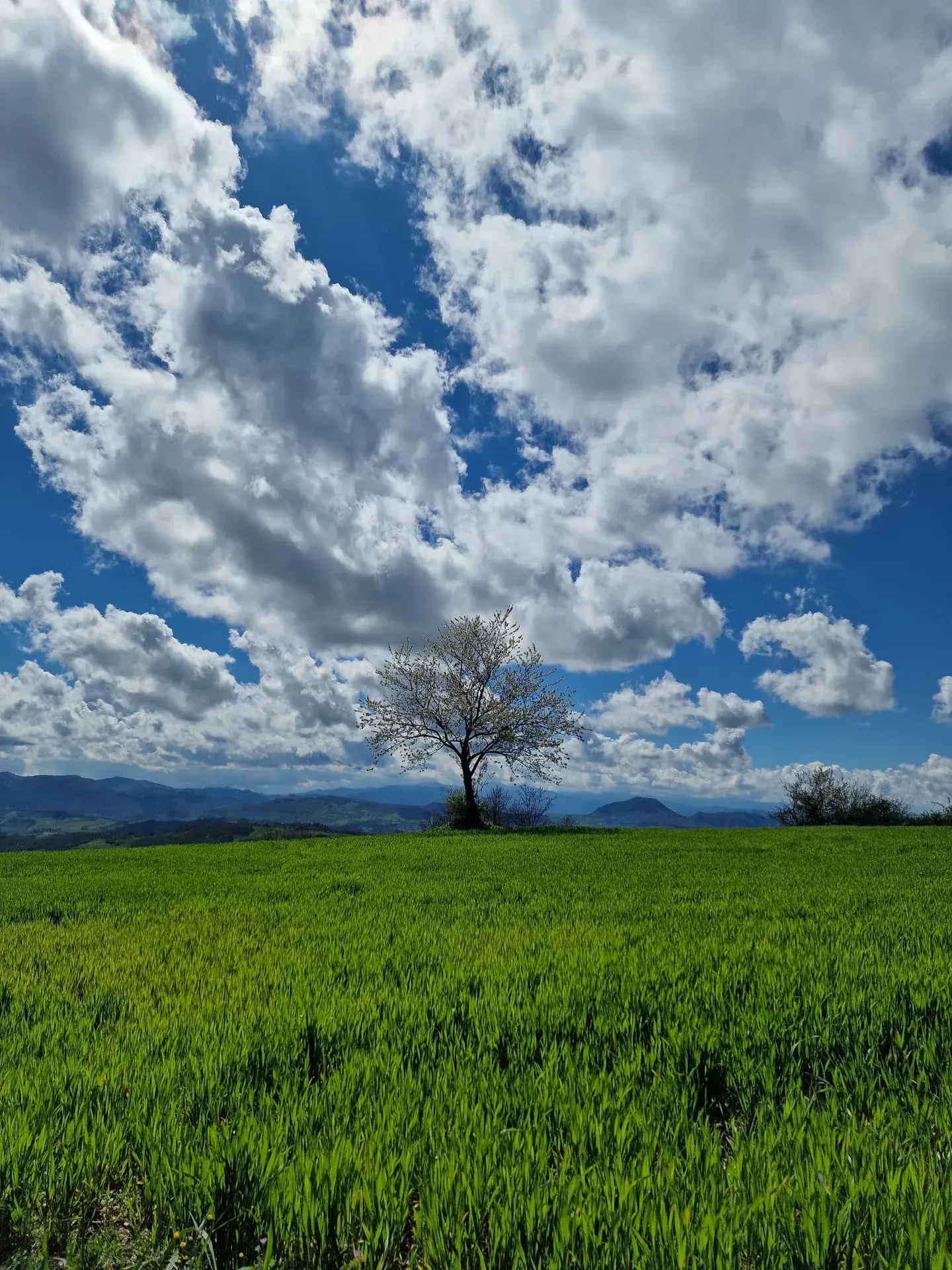 Elle apostrofo albero